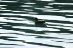 <img150*0:stuff/z/169023/Bird%2520on%2520the%2520Water/i1278615345_16.jpg>