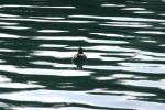 <img150*0:stuff/z/169023/Bird%2520on%2520the%2520Water/i1278615345_17.jpg>