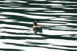 <img150*0:stuff/z/169023/Bird%2520on%2520the%2520Water/i1278615345_18.jpg>