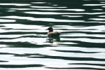 <img150*0:stuff/z/169023/Bird%2520on%2520the%2520Water/i1278615345_19.jpg>