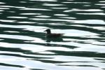 <img150*0:stuff/z/169023/Bird%2520on%2520the%2520Water/i1278615345_20.jpg>
