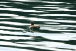 <img150*0:stuff/z/169023/Bird%2520on%2520the%2520Water/i1278615345_21.jpg>