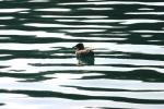 <img150*0:stuff/z/169023/Bird%2520on%2520the%2520Water/i1278615345_22.jpg>