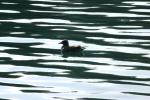 <img150*0:stuff/z/169023/Bird%2520on%2520the%2520Water/i1278615345_23.jpg>