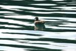 <img150*0:stuff/z/169023/Bird%2520on%2520the%2520Water/i1278615345_24.jpg>