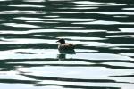 <img150*0:stuff/z/169023/Bird%2520on%2520the%2520Water/i1278615345_25.jpg>