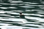 <img150*0:stuff/z/169023/Bird%2520on%2520the%2520Water/i1278615345_26.jpg>