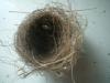 <img100*0:stuff/z/169023/Bird%2527s%2520Nest/i1263420470_1.jpg>