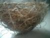 <img100*0:stuff/z/169023/Bird%2527s%2520Nest/i1263420470_2.jpg>