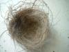 <img100*0:stuff/z/169023/Bird%2527s%2520Nest/i1263420470_4.jpg>