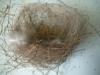 <img100*0:stuff/z/169023/Bird%2527s%2520Nest/i1263420470_5.jpg>