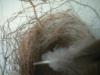 <img100*0:stuff/z/169023/Bird%2527s%2520Nest/i1263420470_6.jpg>