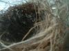 <img100*0:stuff/z/169023/Bird%2527s%2520Nest/i1263420470_7.jpg>