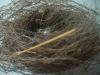 <img100*0:stuff/z/169023/Bird%2527s%2520Nest/i1263420470_8.jpg>