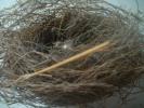 Bird's Nest