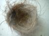 <img100*0:stuff/z/169023/Bird%2527s%2520Nest/i1263420470_9.jpg>