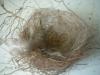 <img100*0:stuff/z/169023/Bird%2527s%2520Nest/i1263420471_10.jpg>