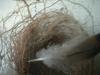 <img100*0:stuff/z/169023/Bird%2527s%2520Nest/i1263420471_11.jpg>
