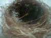 <img100*0:stuff/z/169023/Bird%2527s%2520Nest/i1263420471_12.jpg>