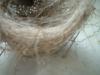 <img100*0:stuff/z/169023/Bird%2527s%2520Nest/i1263420471_14.jpg>