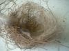 <img100*0:stuff/z/169023/Bird%2527s%2520Nest/i1263420471_15.jpg>