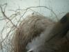 <img100*0:stuff/z/169023/Bird%2527s%2520Nest/i1263420471_16.jpg>