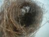 <img100*0:stuff/z/169023/Bird%2527s%2520Nest/i1263420471_17.jpg>