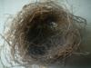 <img100*0:stuff/z/169023/Bird%2527s%2520Nest/i1263420471_18.jpg>