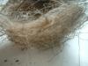 <img100*0:stuff/z/169023/Bird%2527s%2520Nest/i1263420471_19.jpg>