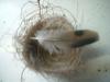 <img100*0:stuff/z/169023/Bird%2527s%2520Nest/i1263420471_20.jpg>