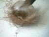 <img100*0:stuff/z/169023/Bird%2527s%2520Nest/i1263420471_21.jpg>