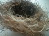 <img100*0:stuff/z/169023/Bird%2527s%2520Nest/i1263420471_22.jpg>