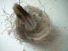 <img100*0:stuff/z/169023/Bird%2527s%2520Nest/i1263420471_23.jpg>