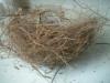 <img100*0:stuff/z/169023/Bird%2527s%2520Nest/i1263420471_24.jpg>