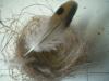 <img100*0:stuff/z/169023/Bird%2527s%2520Nest/i1263420471_25.jpg>
