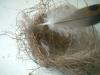 <img100*0:stuff/z/169023/Bird%2527s%2520Nest/i1263420471_26.jpg>