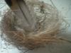 <img100*0:stuff/z/169023/Bird%2527s%2520Nest/i1263420471_28.jpg>