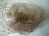 <img100*0:stuff/z/169023/Bird%2527s%2520Nest/i1263420471_29.jpg>