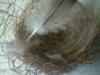 <img100*0:stuff/z/169023/Bird%2527s%2520Nest/i1263420472_30.jpg>