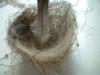 <img100*0:stuff/z/169023/Bird%2527s%2520Nest/i1263420472_33.jpg>