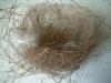 <img100*0:stuff/z/169023/Bird%2527s%2520Nest/i1263420472_34.jpg>