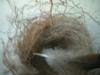 <img100*0:stuff/z/169023/Bird%2527s%2520Nest/i1263420472_35.jpg>