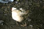 <img150*0:stuff/z/169023/Birds%252c%2520No%2520Bees./i1280428934_1.jpg>