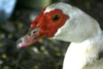 <img150*0:stuff/z/169023/Birds%252c%2520No%2520Bees./i1280428934_10.jpg>