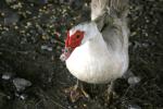 <img150*0:stuff/z/169023/Birds%252c%2520No%2520Bees./i1280428934_11.jpg>