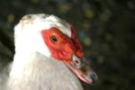 <img150*0:stuff/z/169023/Birds%252c%2520No%2520Bees./i1280428934_12.jpg>