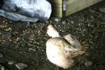 <img150*0:stuff/z/169023/Birds%252c%2520No%2520Bees./i1280428934_2.jpg>