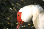 <img150*0:stuff/z/169023/Birds%252c%2520No%2520Bees./i1280428934_3.jpg>
