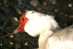 <img150*0:stuff/z/169023/Birds%252c%2520No%2520Bees./i1280428934_4.jpg>