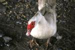 <img150*0:stuff/z/169023/Birds%252c%2520No%2520Bees./i1280428934_5.jpg>